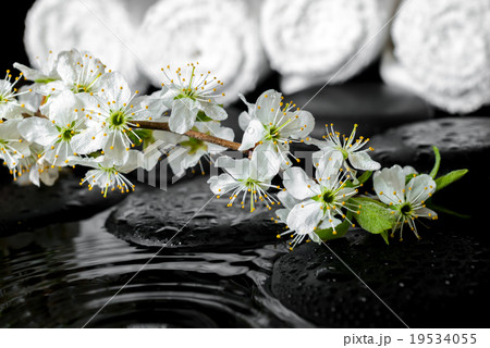 blooming twig of plum, white towels on zen stones  19534055