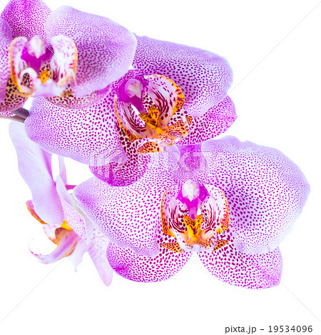wig pointed lilac orchid phalaenopsis is isolated 19534096