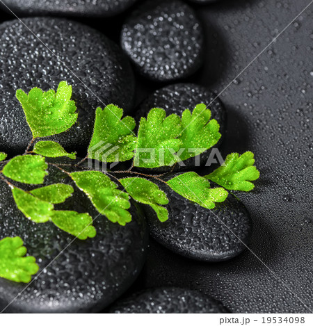 twig Adiantum fern on zen basalt stones with dew 19534098