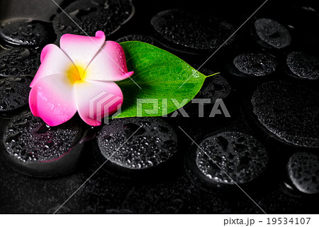 beautiful spa background of green leaf calla lily beautiful spa background of green leaf calla lily 19534107