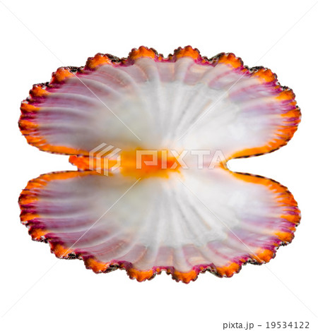 open bright cockleshell is isolated on white open bright cockleshell is isolated on white 19534122
