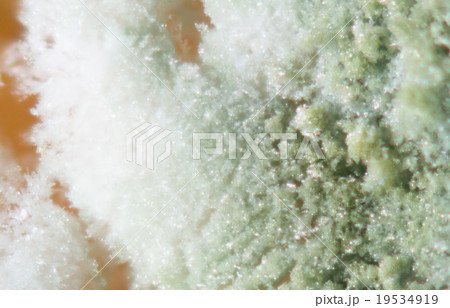 みかんに生えてしまった青カビの顕微鏡写真 19534919