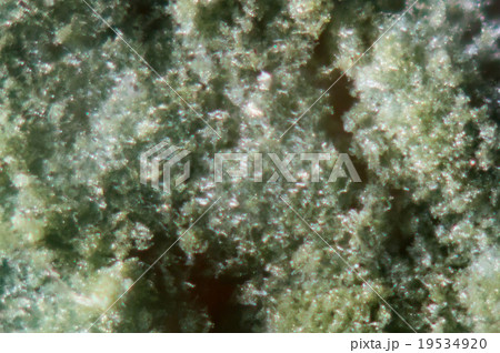 みかんに生えてしまった青カビの顕微鏡写真 みかんに生えてしまった青カビの顕微鏡写真 19534920