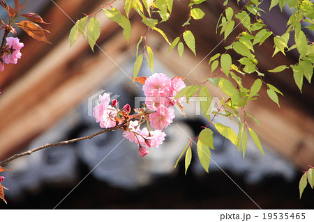 中田観音の桜 中田観音の桜 19535465