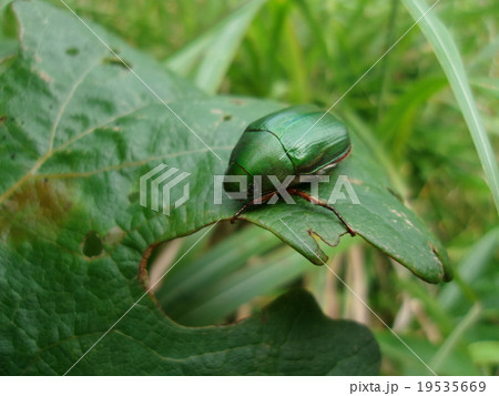 19535669