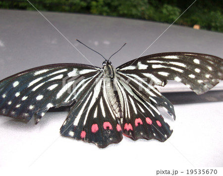 アカボシゴマダラ 19535670