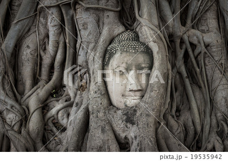 Unseen of Buddha head in root tree at Ayutthaya Unseen of Buddha head in root tree at Ayutthaya 19535942