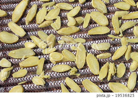 かんころ かんころ 19536825