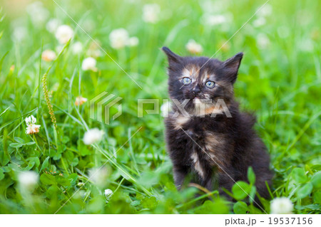 Little kitten sitting on the grass Little kitten sitting on the grass 19537156