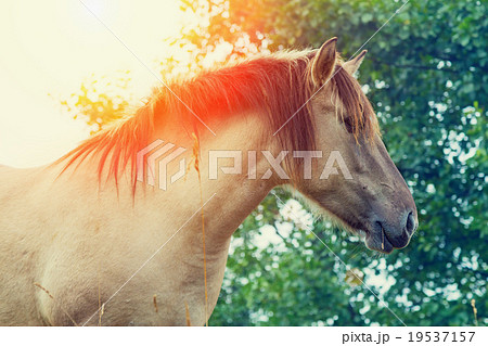 Portrait of wilde horse at sunset Portrait of wilde horse at sunset 19537157