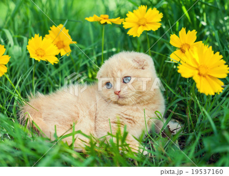Cute little kitten sitting in flower meadow 19537160
