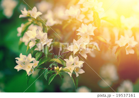 Jasmine flowers blossoming on the bush at sunset Jasmine flowers blossoming on the bush at sunset 19537161