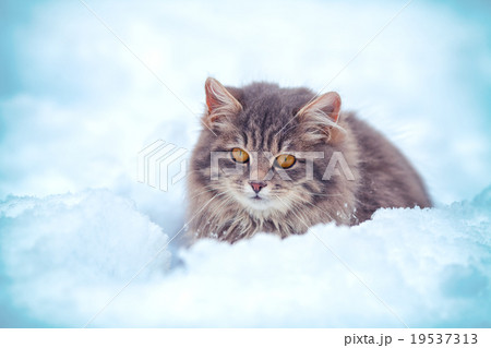 Cute kitten sitting in the snowdrift 19537313