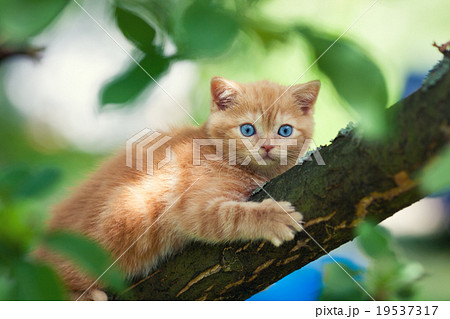 Kitten sneaking on the tree Kitten sneaking on the tree 19537317