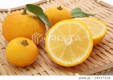 柚子　断面　白背景 19537328