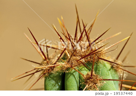 cactus with thorns 19537440