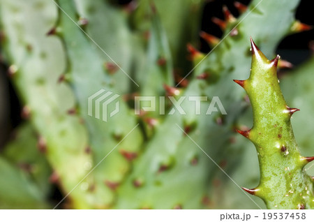 Cap Aloe with thorns 19537458