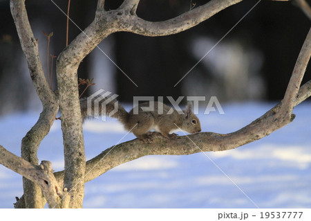 ニホンリス 19537777