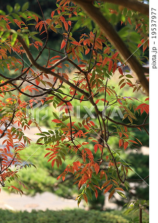 自然 植物 ハゼノキ、公園の中で他の木に先駆けて鮮やかに紅葉しました② 自然 植物 ハゼノキ、公園の中で他の木に先駆けて鮮やかに紅葉しました② 19537977
