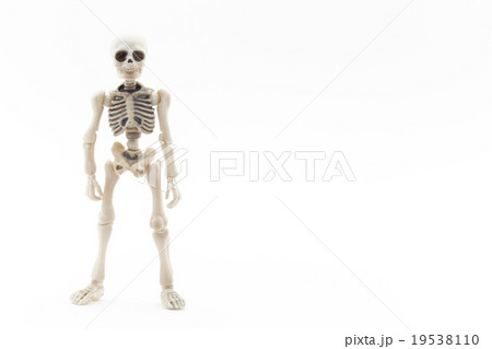直立ガイコツ: Skeleton standing upright 19538110
