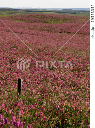 Pink flower alfalfa 19538352