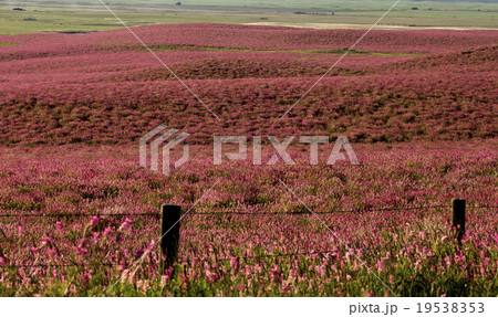 Pink flower alfalfa 19538353