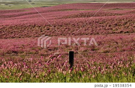 Pink flower alfalfa Pink flower alfalfa 19538354