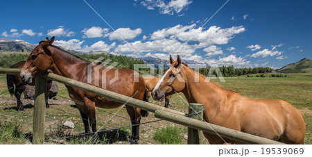 Horses in Wyoming Horses in Wyoming 19539069
