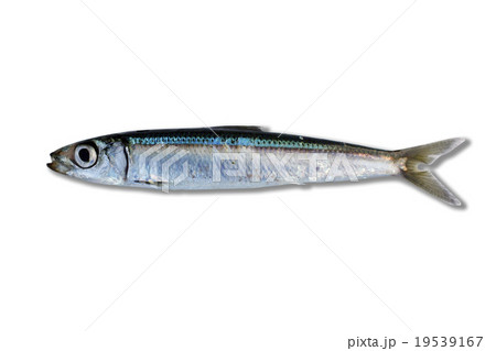ウルメイワシ 19539167