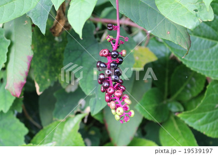 洋種山牛蒡 19539197