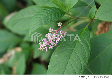 洋種山牛蒡の花 19539198