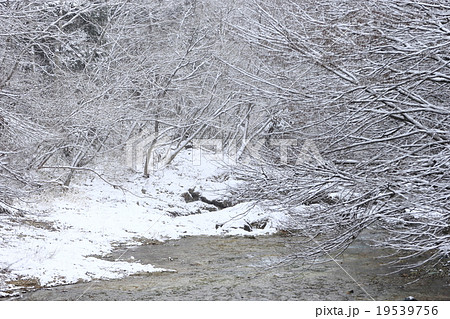 湯西川と樹氷 湯西川と樹氷 19539756
