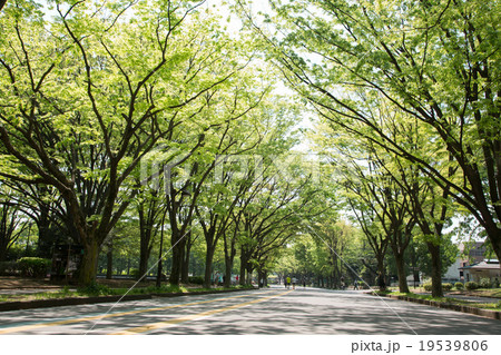 駒沢公園 19539806