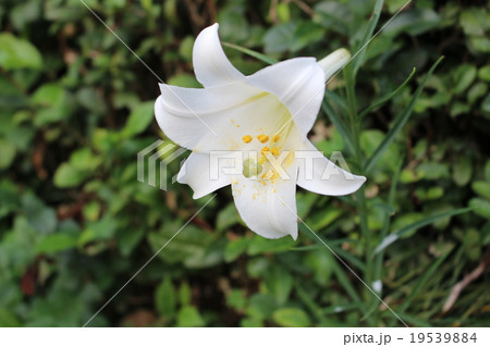 高砂百合 高砂百合 19539884