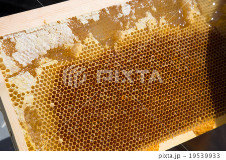 ミツバチ 19539933