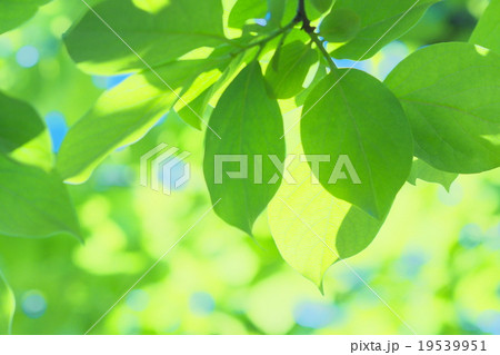 若葉 19539951