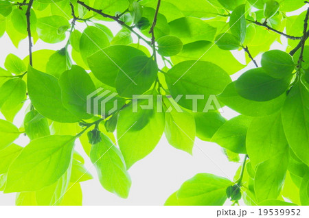 若葉 若葉 19539952