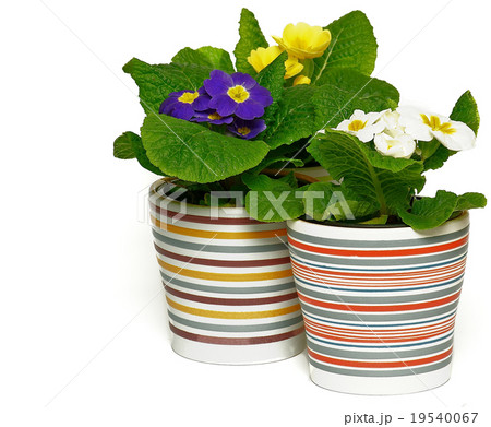 Three Multicolored Primroses 19540067