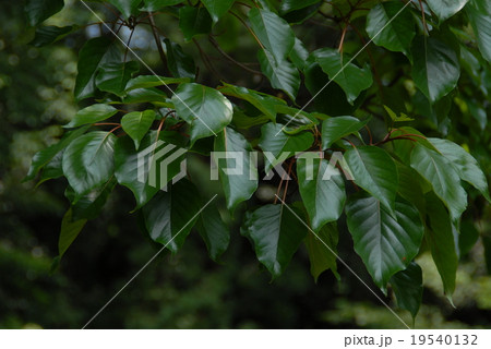 ヘツカニガキ　 19540132