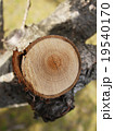 年輪 19540170