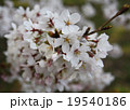 桜 19540186