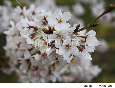 桜 19540186