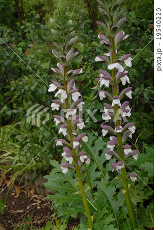 アカンサス・モリス 19540220