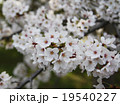 桜 19540227
