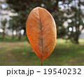 葉 19540232