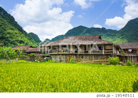 rice filed around home 19540511