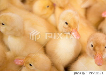 Poultry farm. Ducklings Poultry farm. Ducklings 19540521