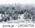 snowy spruce forest 19540756