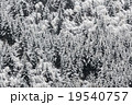 snowy spruce forest 19540757