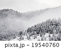 spruce forest 19540760